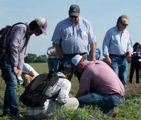 Field days organized by K-State bring together researchers, industry professionals and producers to discuss new technology and practices like regenerative agriculture. Photo credit: Kansas State University.