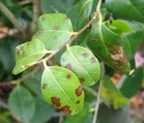 A Camellia plant infected with Phytophthora nemorosa, which causes leaf blight. Image courtesy of Nik Grunwald, ARS plant pathologist.