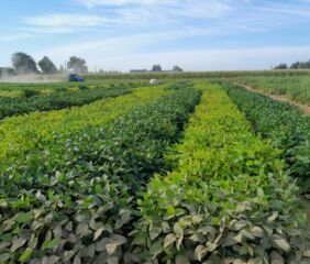 MagNfix trials in the field. Photo credit: Protealis.