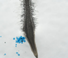 Root infected with the root-knot nematode Meloidogyne incognita (Photo: WUR).