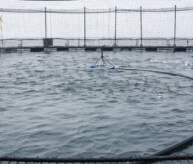 Salmon feeding pen in Chile. Photo Credit: J. Max Blanc.