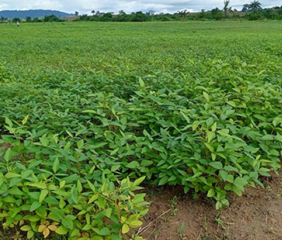 Soybean breeder field developed by IITA under the EU-funded Seeds4Liberia Project. Image courtesy of the International Institute of Tropical Agriculture (IITA).