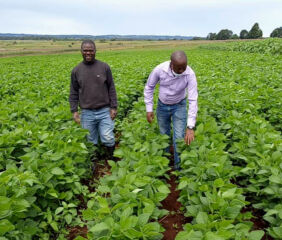 Soybean farm in Iringa, Tanzania. Image courtesy of Iringa Farmers' Cooperative Union