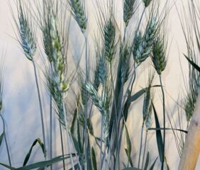 USDA Morris. Image courtesy of the USDA ARS.