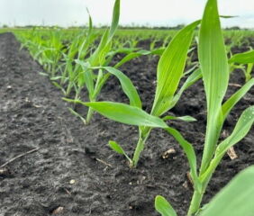 Image courtesy of the University of Illinois.