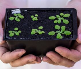 Image courtesy of Earlham Institute.