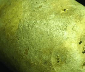 A potato shows symptoms of black dot disease, which is becoming increasingly prevalent. Photo credit: University of Idaho.