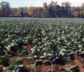 A cabbage seed field in the mid-Willamette Valley. Photo credit: Aaron Becerra-Alvarez/Oregon State University.