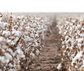 Image courtesy of BASF.