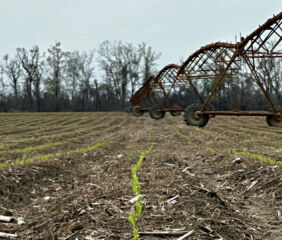 Some of Mississippi’s corn crop was planted at the end of February, setting a record for the earliest planting date. This Leflore County corn was almost 2 inches tall on March 11, 2026. Photo credit: MSU Extension Service/Tim Fondren.