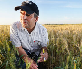 Mohsen Mohammadi, a researcher in Purdue University’s College of Agriculture, is co-founder of Novin AgriTech. The company, which combines expertise and biotechnology to develop novel traits for cereal crops, has received an SBIR Phase I grant from the U.S. Department of Agriculture’s National Institute of Food and Agriculture. Photo credit: Purdue Agricultural Communications/Tom Campbell.