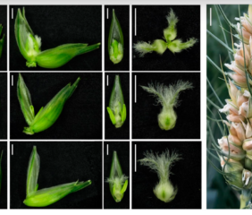 A spike of wheat showing three grains clustered within each spikelet, where there is ordinarily just one. Image courtesy of Vijay Tiwari, University of Maryland.