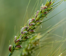 Oklahoma State University’s new purple wheat variety, OSU-P92, has disease resistance, baking quality and health benefits. The variety has three times the anthocyanins, the same food pigments found in pomegranates and blueberries, as traditional hard red winter wheat. Photo credit: Todd Johnson, OSU Agriculture.