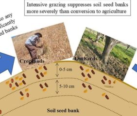 Taken from “Soil seed bank resilience after rangeland conversion: implications for restoring abandoned agricultural lands” published in Science of the Total Environment.