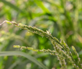 Photo credit: Paden Johnson/University of Arkansas Division of Agriculture.