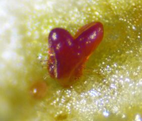 A somatic embryo that regenerated after induction of PLT/WOX genes in lettuce explants. Image courtesy of Wageningen University & Research.