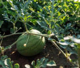 Watermelon is one of several crops that Oklahoma State University Agriculture scientists are studying with soilless media to determine if they can save on water use without compromising yield. (Photo by Mitchell Alcala, OSU Agriculture)