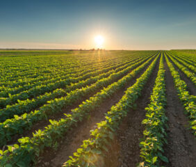 Acreage shifts, steady crush demand, and weather risks offer cautious optimism for growers.