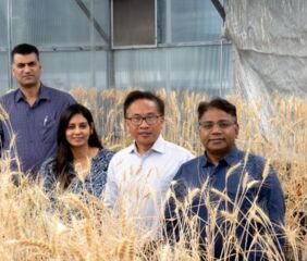 An international consortium of more than 80 researchers from over 30 institutions across nine countries is calling for a coordinated, worldwide effort to map gene expression across every cell type and developmental stage of wheat. Photo credit: Murdoch University.