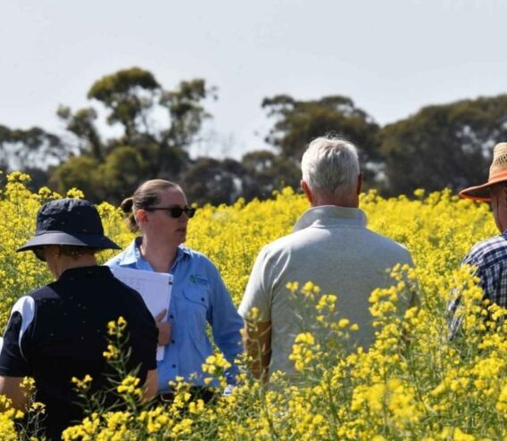 Dr Aves is working to connect people, projects and organisations so research delivers real impact for growers. Image courtesy of Dr. Charlie Aves through the Grains Research and Development Corporation (GRDC).