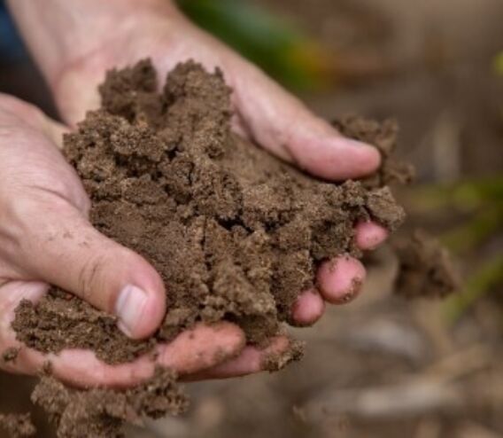 Rubens Diogo, a postdoctoral researcher in the Jean-Michel Ané Lab, shows the texture of the soil in the Central Sands region at Hancock Agricultural Research Station in Hancock, Wis. The soil, which the Wisconsin DNR calls “excessively drained, with very rapid permeability, very low available water capacity, and low nutrient status” is perfect for the lab’s research. Image courtesy of Michael P. King/University of Wisconsin-Madison