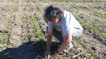 At the Bradford Research Farm, Kerry Clark examines the cover crops she planted this past fall. Photo credit: Ainur Aibyek, University of Missouri.