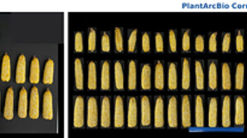 Photo credit: PlantArcBio.