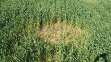 Image courtesy of CSIRO.