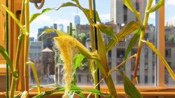 Corn growing in the Irene Rose Sohn Zegar Memorial Greenhouse on the top floor of NYU’s Center for Genomics and Systems Biology.
Credit: Tracey Friedman/NYU