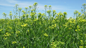 Bayer and BP have entered a long-term strategic alliance to jointly scale the crop camelina, under the brand name newgold. Photo credit: Bayer.