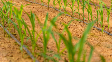 Corn struggled under early dry conditions, but spring moisture is starting to help the crop across parts of Texas. Photo credit: Michael Miller/Texas A&M AgriLife.