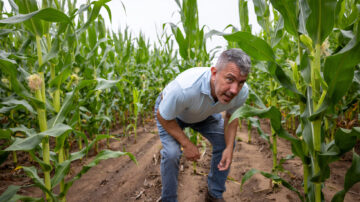 Rubens Diogo, a postdoctoral researcher in the Jean-Michel Ané Lab, inspects corn plants in a research field at Hancock Agricultural Research Station in Hancock, Wis. More than 150 corn hybrid varieties were inoculated with three beneficial bacteria, and the study aims to evaluate the bacteria and plants’ ability to use atmospheric nitrogen, which could reduce the need for fertilizer applications. Image courtesy of Michael P. King/University of Wisconsin-Madison.