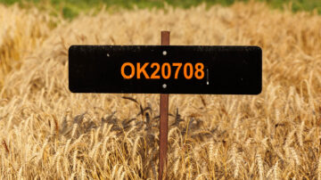 Oklahoma State University wheat variety OK20708 is being commercially released this fall under the name Wyatt, named after former OSU wrestling champion Wyatt Hendrickson. Image courtesy of Mitchell Alcala, OSU Agriculture.