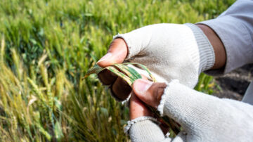 Lesions on wheat caused by Septoria tritici blotch on wheat in Toluca, Mexico. Image courtesy of CIMMYT / Alfonso Cortés.