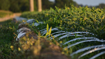AI-based irrigation tools communicate with a smartphone app to help farmers make
irrigation decisions based on real-time data. Photo by Jacob Rix.