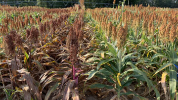Sorghum infected with anthracnose growing at the Pee Dee REC. Plants on the left are an anthracnose-susceptible hybrid. Plants on the right right are a resistant hybrid. Photo credit: Clemson University.