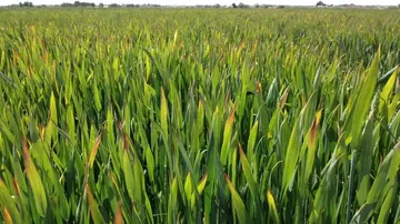 A wheat field in the Magic Valley shows symptoms of barley yellow dwarf virus during a previous growing season. Photo credit: University of Idaho.
