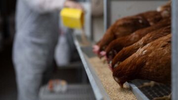 Cargill formulators provide targeted nutrition solutions for poultry. Image courtesy of Cargill.