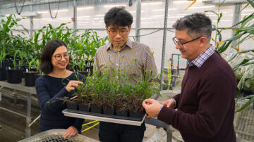 Image courtesy of the Donald Danforth Plant Science Center.