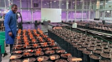 Prof Ansah at University of Nottingham glasshouse facility. Image courtesy of University of Nottingham.