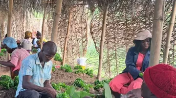 Coffee Germplasm Seedling Garden at CARI developed by the EU-Seeds4Liberia Project. Photo credit: George A. Harris, AfricaRice -Liberia Station.