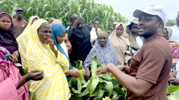 Sorghum is increasing in popularity among Nigerian farmers. Photo courtesy of the Africa Centre for Crop Improvement.