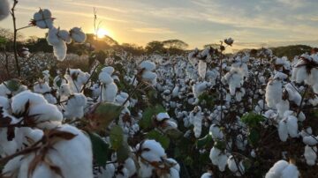 Cotton field stands ready for harvest in Costa Rica. Photo credit: PROCOMER.
