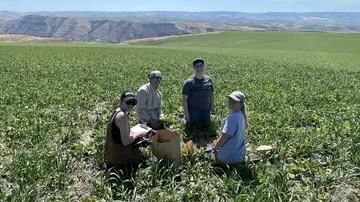 University of Idaho staff, undergraduate and graduate researchers involved in a cover crop research project collect cover crop biomass samples from research trials on a commercial field in Genesee. Photo credit: University of Idaho.