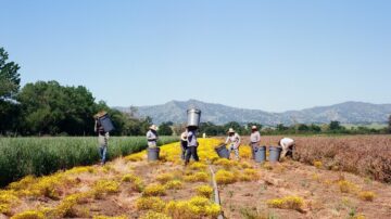 A crew at Hedgerow Farms hand harvests Lasthenia californica in Winters, CA. (Photo credit: Joshua Scoggin/Hedgerow Farms).
