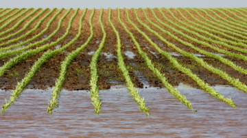 Catastrophic flooding in Central Illinois field in 2008. Photo credit: University of Illinois Urbana-Champaign.