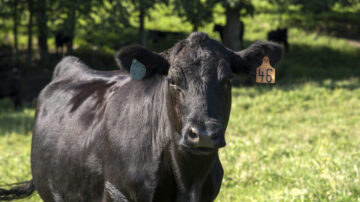 Specific microbes in gut of Angus cattle and how those microbes influence nutrient absorption and feed efficiency will be the focus of a new study by University of Tennessee Institute of Agriculture (UTIA) animal scientists. The work will study the herd at the UT Plateau AgResearch and Education Center. Photo courtesy UTIA.