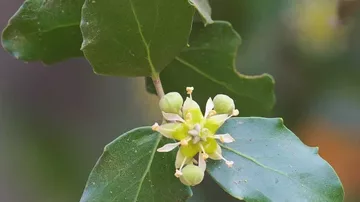 Photo credit: Syngenta.