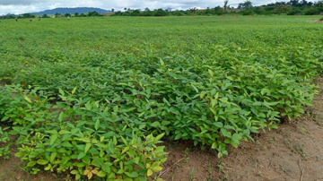 Soybean breeder field developed by IITA under the EU-funded Seeds4Liberia Project. Image courtesy of the International Institute of Tropical Agriculture (IITA).