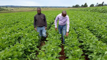 Soybean farm in Iringa, Tanzania. Image courtesy of Iringa Farmers' Cooperative Union